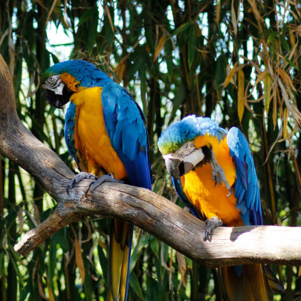 Fusce ultrices tempor vestibulum