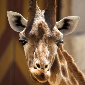 Photo de la tête d'une giraffe